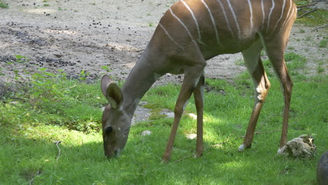 Kleiner-Kudu,-Eine-Waldantilope,-Die-Bei-Sonnenlicht-Frisches-Weidegras-Frisst,-Nahaufnahme---Ammelaphus-Imberbis-In-Der-Wildnis---Zeitlupenaufnahmen