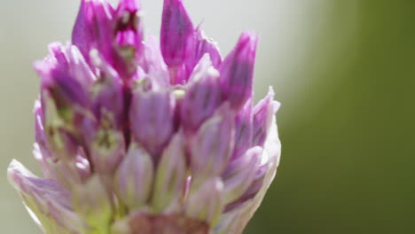 Close-up-shot-of-a-leek-plant-growing-in-the-garden