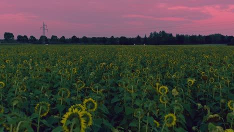 Sanfter-Flug-über-Ein-Sonnenblumenfeld-Bei-Sonnenuntergang-Mit-Violettem-Himmel