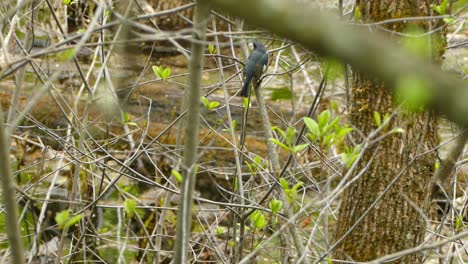 Wunderschöner-Sperlingsvogel,-Der-Auf-Einem-Ast-Im-Wald-Thront-–-Aus-Nächster-Nähe