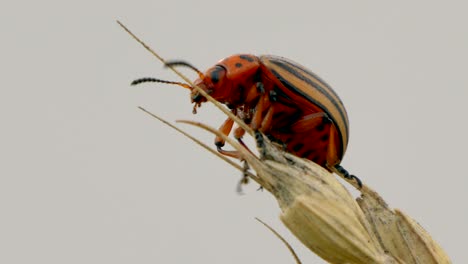 Macro-view-of-Majestic-Colorado-Potato-beetle-on-wheat-ear-against-grey-sky-in-nature