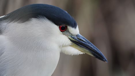 Macro-close-up-of-beautiful-Nycticorax-Heron-with-red-eyes-in-nature