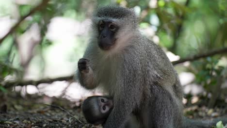 Mono-Vervet-Madre-Y-Bebé-En-El-Bosque-Comiendo