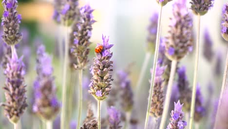 Red-Ladybug-On-Lavender-Flowers-Blowing-In-The-Wind