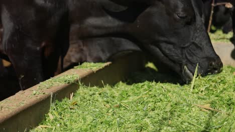 Black-dairy-cows-feed-from-a-large-trough-on-a-farm-in-rural-Brazil