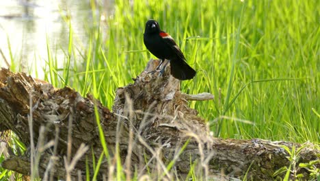 Rotflügeliger-Schwarzer-Vogel-Sitzt-Auf-Einem-Umgestürzten-Baumwald-Und-Geht-Auf-Ein-Grasland-Davon
