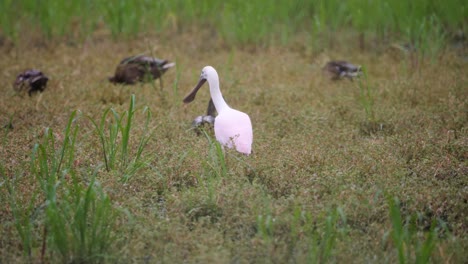 Roseate-Spoonbill-Rosy-gets-angry-when-an-egret-flies-past-them