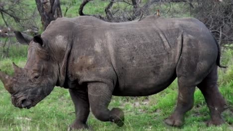 Rinoceronte-Blanco-Pastando-Y-Caminando-A-Través-De-Un-Exuberante-Arbusto-Verde-En-El-Parque-Nacional-Kruger-Sudáfrica