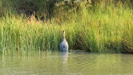 A-great-blue-heron-wades-at-the-edge-of-the-wetlands-river-and-tall-grass---slow-motion