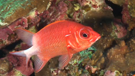 Red-Sea-Squirrelfish--close-up-on-coral-reef