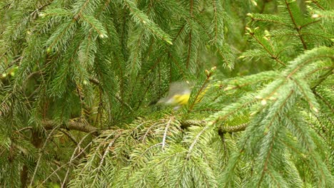 A-cute-grey-and-yellow-bird-fly-off-a-tree-branch