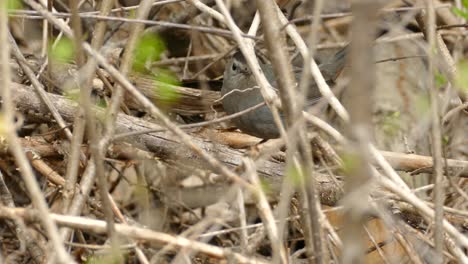 Grauer-Katzenvogel-Zwischen-Einigen-Zweigen-In-Kanada,-Mittlere-Aufnahme