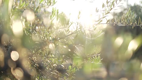 Cinematic-Close-Up-Olive-Grove-at-Golden-Hours-with-Sun-Flare-and-Bokeh