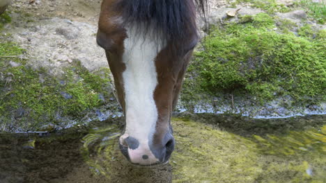 Close-up-of-cute-Pony-Horse-drinking-fresh-water-from-idyllic-stream-in-mountains-of-Switzerland
