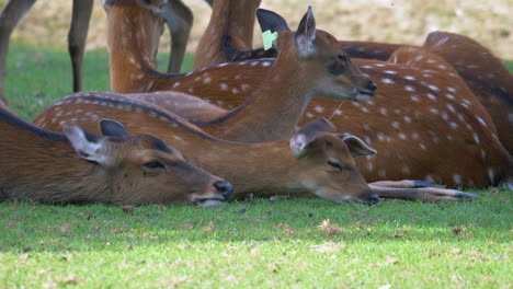 Group-of-cute-Deer-Family-resting-on-pasture-in-shadow-during-hot-summer-day
