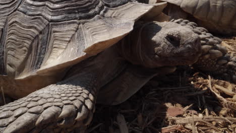 dolly-shot-of-an-african-spurred-tortoise