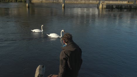 Young-man-admiring-two-swans-on-river-during-Corona-Virus-outbreak