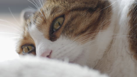 Kurzhaar-Tabby-Katze-Mit-Großen-Gelben-Augen,-Die-Auf-Einem-Wollbett-Ruht