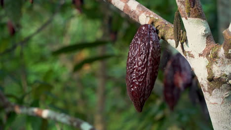 Cerca-De-Granos-De-Cacao-Maduros-Marrones-Que-Crecen-En-árboles-Tropicales-En-Ecuador,-4k-Prores