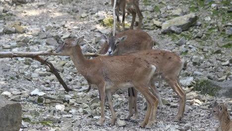 Family-of-young-Mouflon--family-grazing-in-mountains