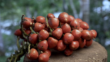 Exotic-Chonta-Fruits-growing-in-Amazon-Rainforest-of-Ecuador,4K-dolly-shot