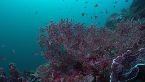 Arrecife-De-Coral-Con-Corales-Blandos-Y-Duros-Y-Peces-De-Arrecife-De-Filipinas