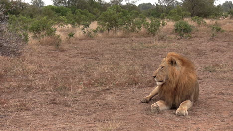 Lone-male-lion-rests-and-looks-around-in-open-African-bushland