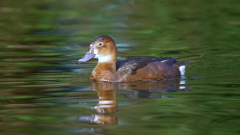 Female-rosybill-swimming-on-the-rippling-water-surface