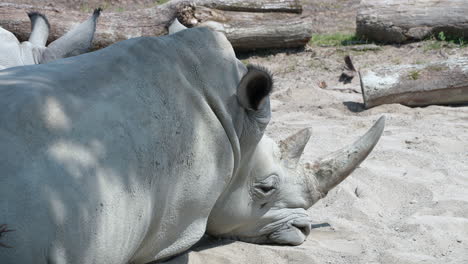 Sleepy-White-Rhinoceros-resting-in-sandy-area-during-hot-summer-day,close-up