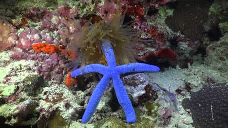 Orange-Sea-Anemone-feeding-on-blue-starfish-on-coral-reef-wide-angle-shot