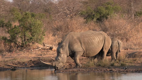 A-Southern-White-Rhino-takes-a-drink-from-the-waterhole-as-her-calf-patiently-waits-by-her-side