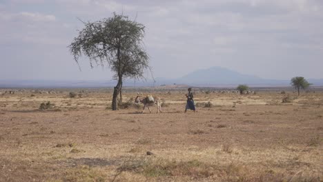 Massai-Gehen-Mit-Einem-Esel-Spazieren,-Um-Wasser-Zu-Holen