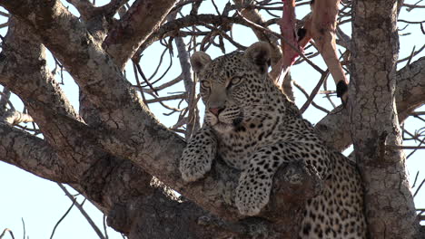 Close-up-of-lone-leopard-in-tree-surveying-surroundings-intently