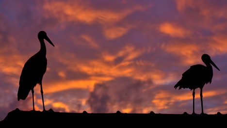Couple-of-Storks-resting-on-rooftop-in-front-of-orange-sky-with-dramatic-clouds-during-sunset---Silhouette-of-Storks-in-slow-motion