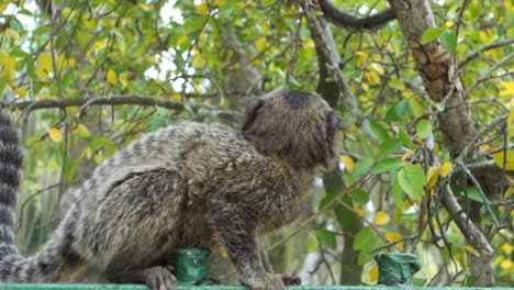 Callithrix---Marmoset-Curiously-Looking-Around-In-Its-Habitat