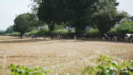 A-group-of-black-and-white-cows-graze-in-a-field-on-a-sunny-day