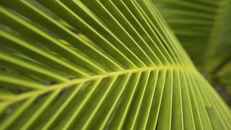 Green-vibrant-coconut-palm-tree-in-macro-close-up-slider-view
