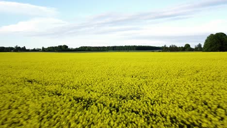 Aerial-flight-over-blooming-rapeseed-field,-flying-over-yellow-canola-flowers,-green-oak-tree,-idyllic-farmer-landscape,-beautiful-nature-background,-ascending-drone-shot-moving-back