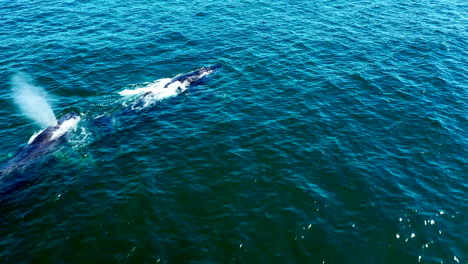 Beautiful-Grey-Whales-swimming-at-the-surface-of-the-deep-blue--Aerial
