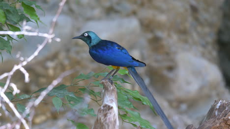 Close-up-of-exotic-tropical-blue-bird-perched-on-branch-of-tree-in-nature