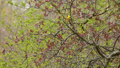 American-goldfinch-perched-on-a-tree-branch-in-an-enchanted-forest---wide-shot