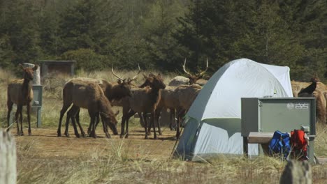 A-herd-of-male-and-female-elk-moves-slowly-near-a-tent,-eating-grass