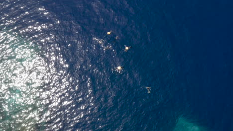 Group-of-scuba-divers-with-yellow-buoys-swims-in-sea,overhead-aerial