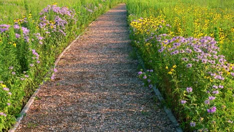 Wildflowers-On-Hicking-Path-Blowing-On-Windy-Day