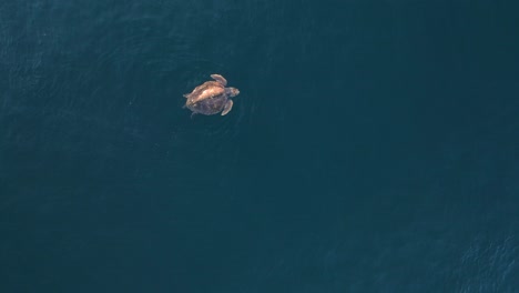 High-drone-view-looking-down-at-a-large-sea-turtle-resting-on-the-surface-of-the-water-breathing-in-air-before-returning-to-the-bottom-of-the-ocean