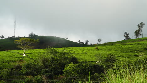 Statische-Ansicht-Einer-Teeplantage-In-Der-Nähe-Von-Da-Lat-In-Vietnam