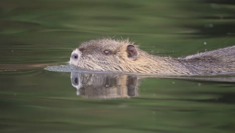 Adorable-Wild-Coypu-Nutria-Swimming-In-Calm-Water,-Close-Up