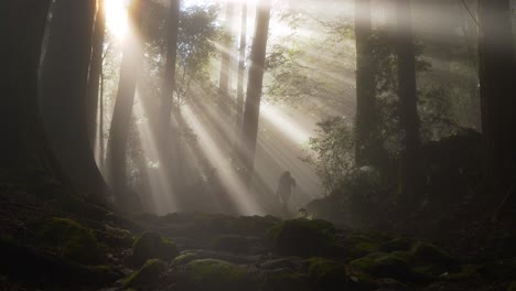 Static,-sulight-filters-through-trees-and-fog,-hikers-walks-by,-Japan