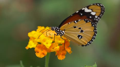Macro-close-up-of-beautiful-Monarch-Butterfly-collecting-pollen-of-orange-flower---Prores-high-quality-shot-with-blurred-background-during-sunny-day-in-nature