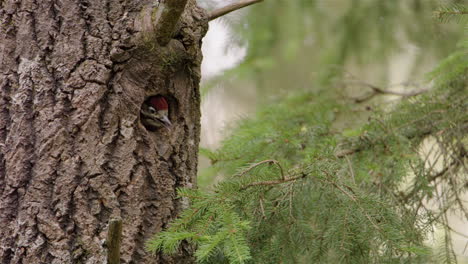 A-very-young-woodpecker-chick-peers-out-of-its-nest,-waiting-for-food